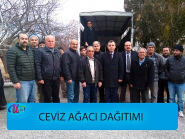 CEVİZ AĞACI DAĞITIMI