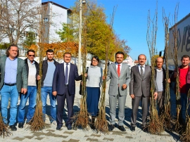 Ulubey Kaymakamlığı'ndan Asya Armudu Fidan Dağıtımı