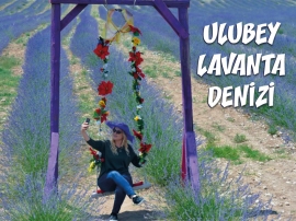 Uşak Ulubey Lavanta Denizi