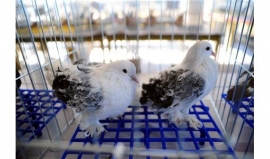 Uşak'ta &rsquo;Renk G&uuml;vercin Festivali&rsquo;